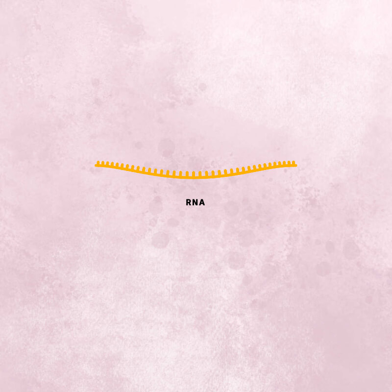 An orange coronavirus RNA strand with teeth to represent the nucleotides.
