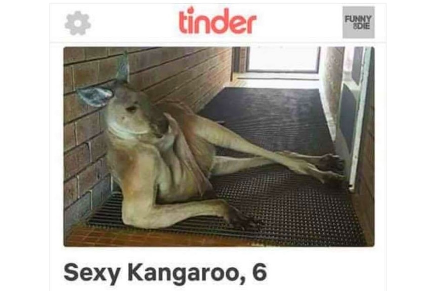 A screenshot of a tinder profile for a kangaroo