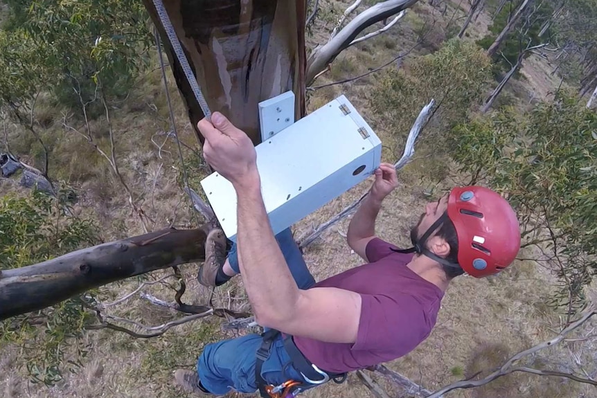 Dr Dejan Stojanovic checks a swift parrot nest box 20m up a tree.