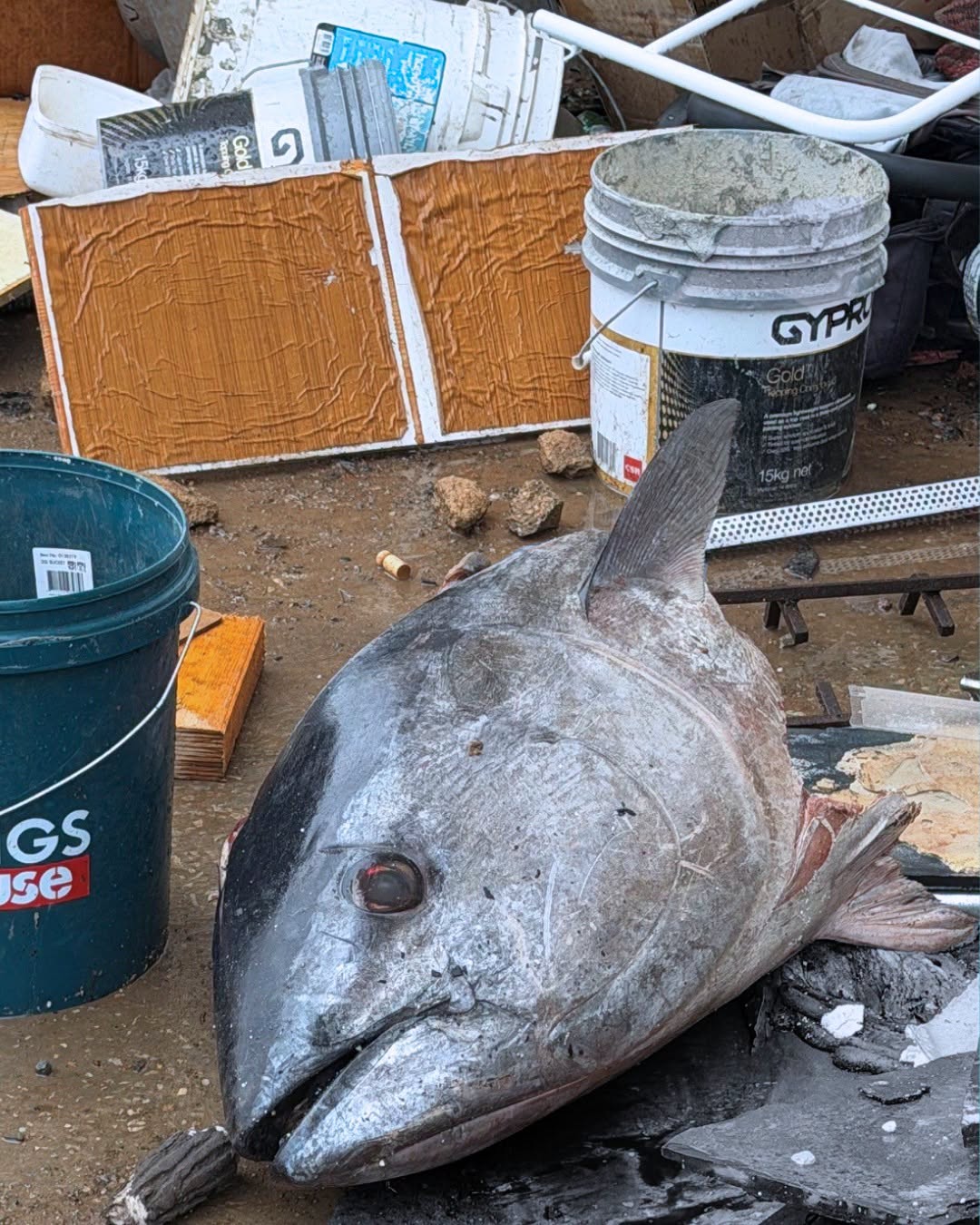 Something smells fishy: 35kg tuna head discovered at Adelaide dump