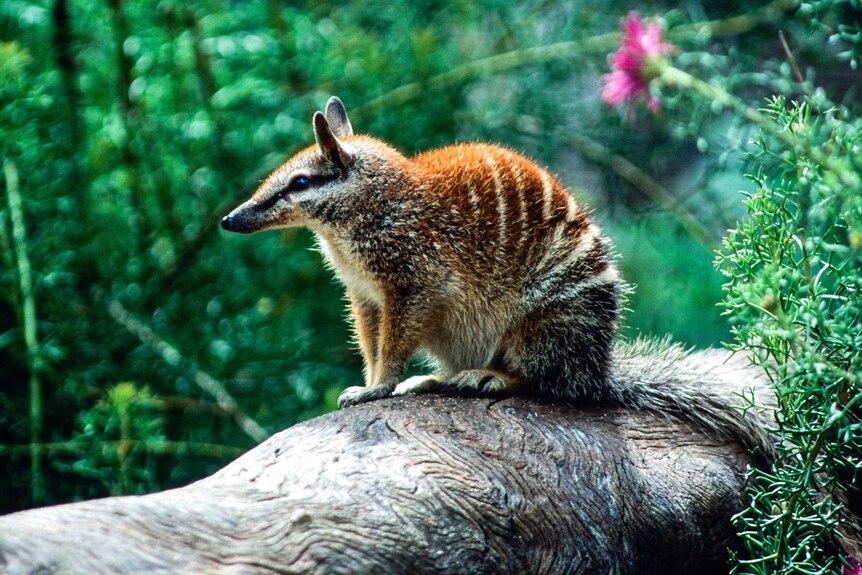  A numbat on a log.