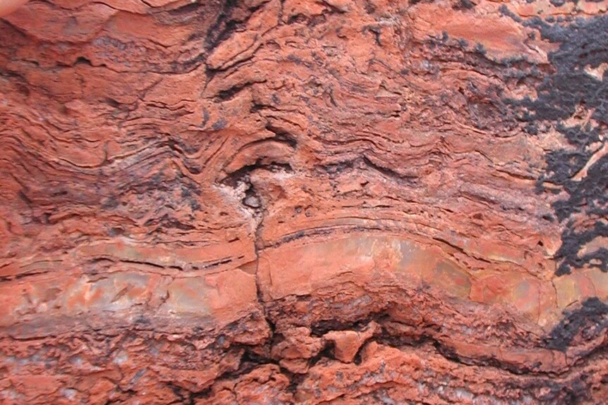 A thumb of a scientist presses against a reddish brown rock  which has a hump-shaped pattern.