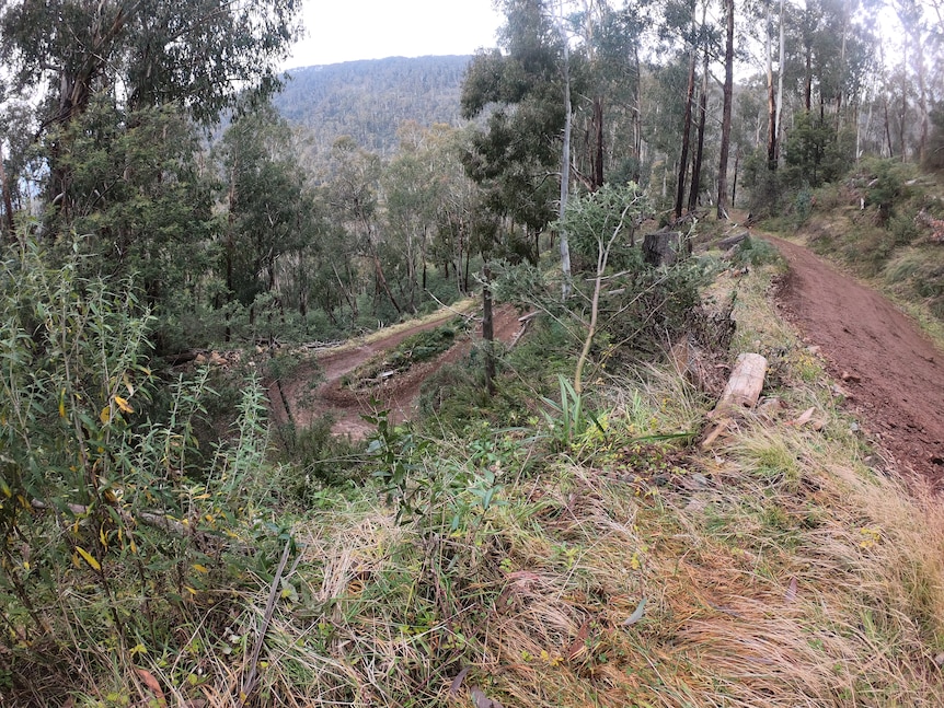 A dirt road in a hilly area, surrounded by trees and shrubbery. 