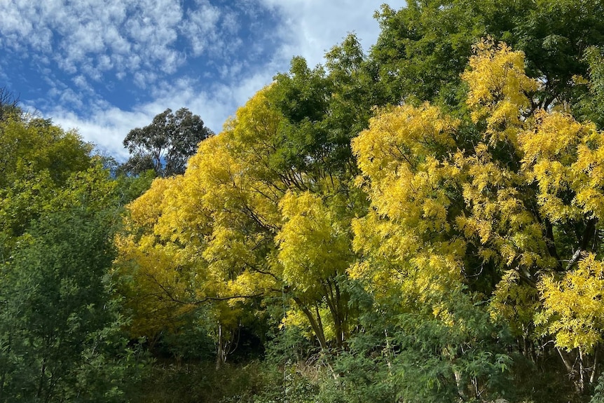 Large yellow-green trees taking about three-quarters of the frame with blue sky in the top left corner