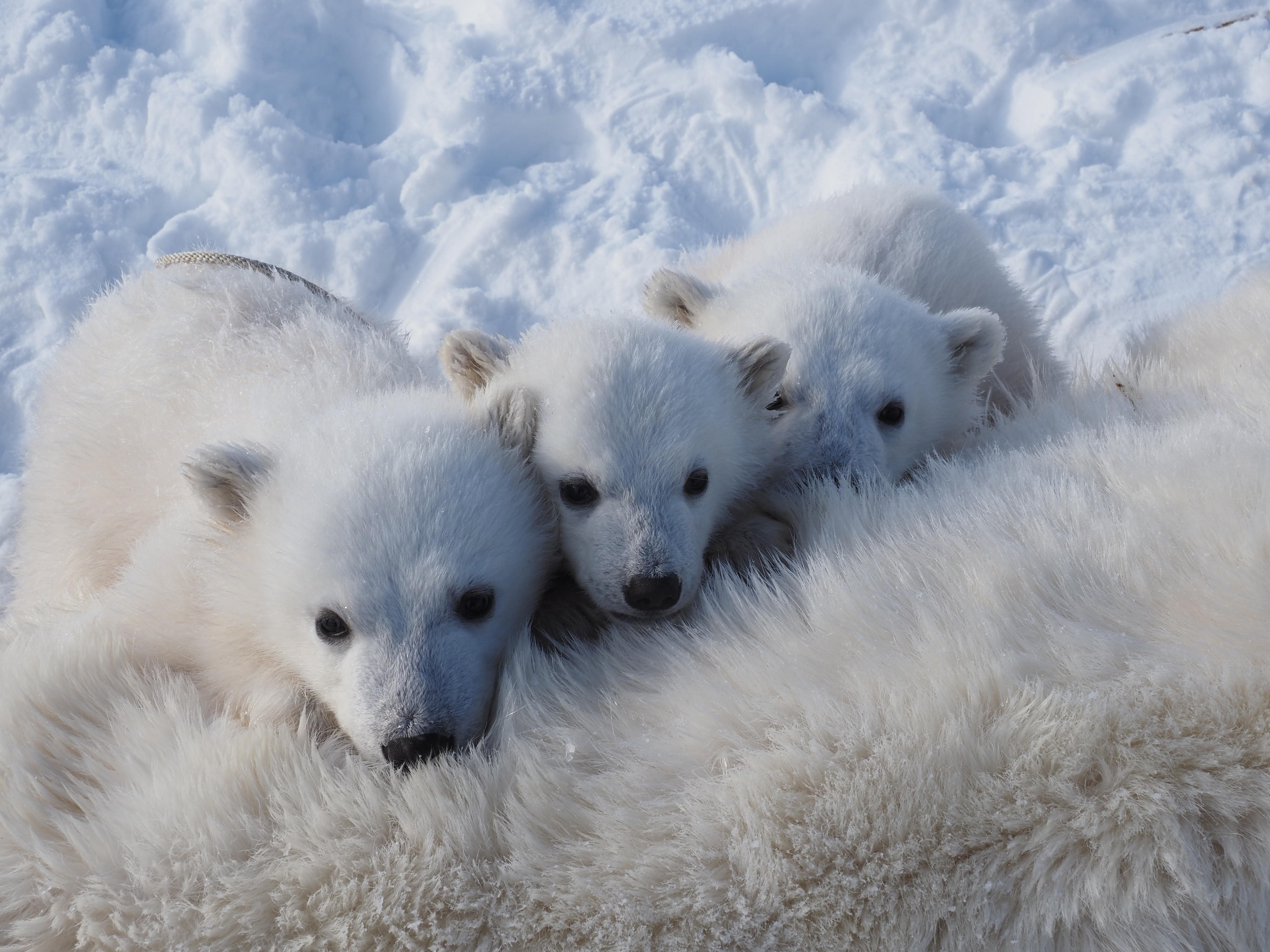 Três filhotes de urso polar descansando em sua mãe calma.