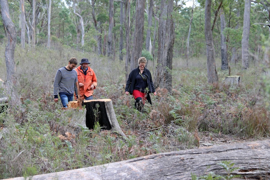 Researchers  council workers inspect felled trees in a reserve at Buckland in South East Tasmania.