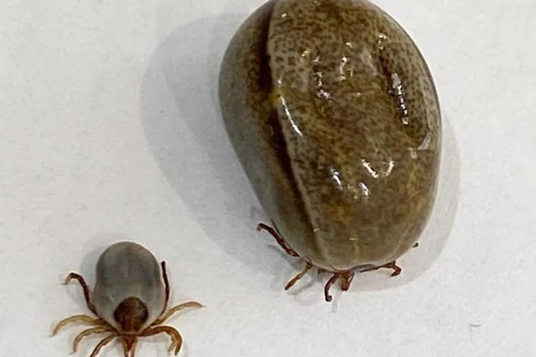 A giant tick and a smaller tick.