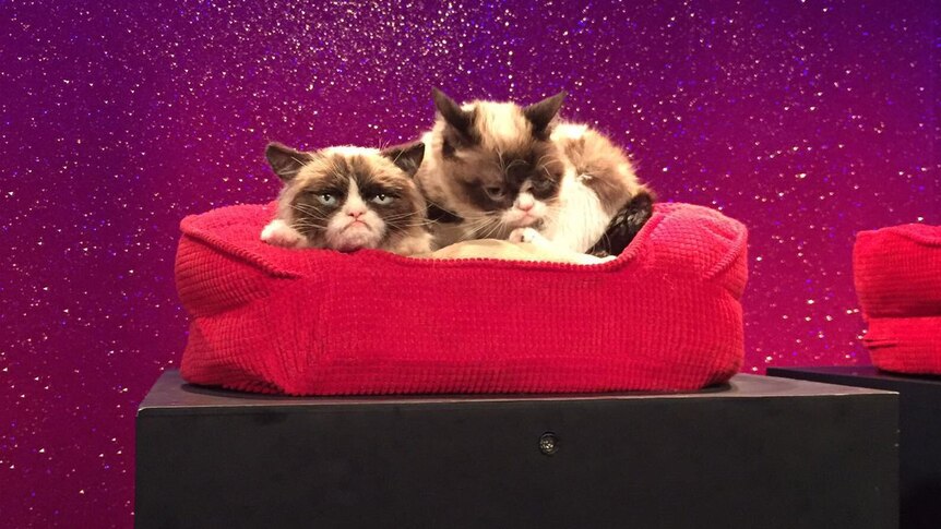 The real Grumpy Cat with its new animatronic figure at Madame Tussauds in London.