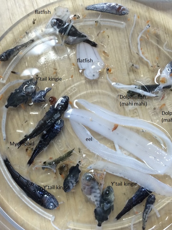 Fish caught on Investigator research trip
