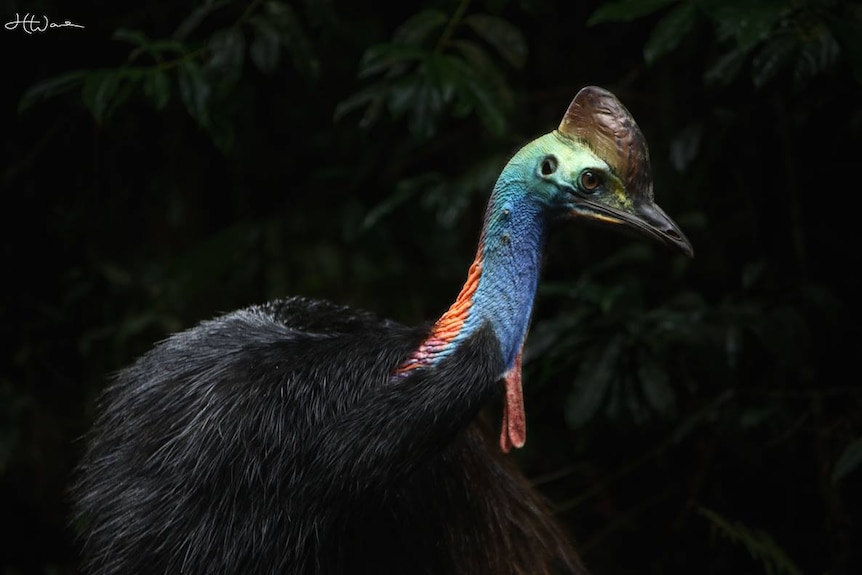 A cassowary photographed in the rainforest.