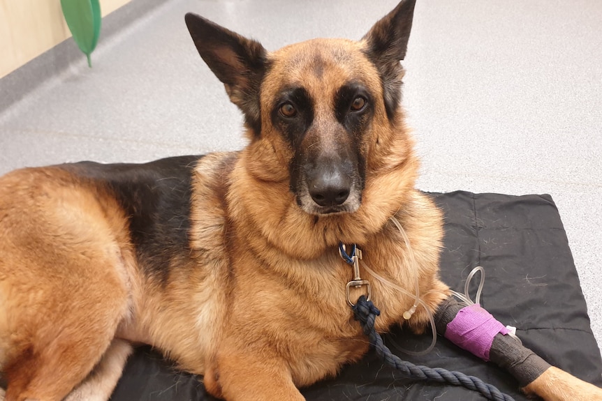 A german shepherd dog on a table at the vet's