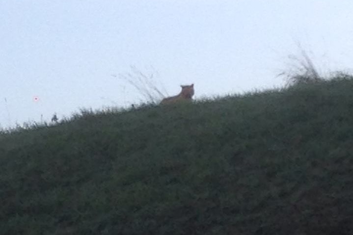 Photo of large cat reported near Paris