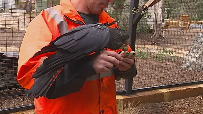 An unidentified prisoner cares for a black cockatoo in Western Australia.