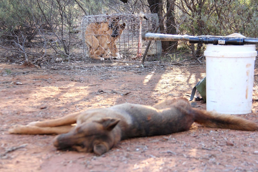 Puppies huddle in a cage near the body of a wild dog killed by Don Sallway.