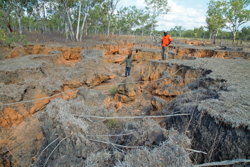 Two men stand near large area of ground damaged by feral buffalo