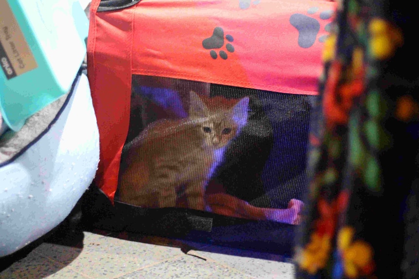 Several kittens inside a pet carrier.