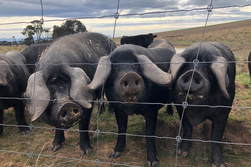 Three black pigs stand in a row behind a wire fence.