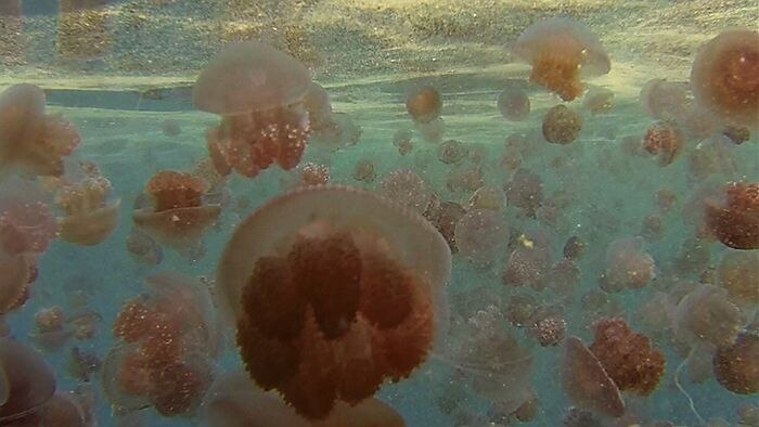 A bloom of sea tomato jellyfish