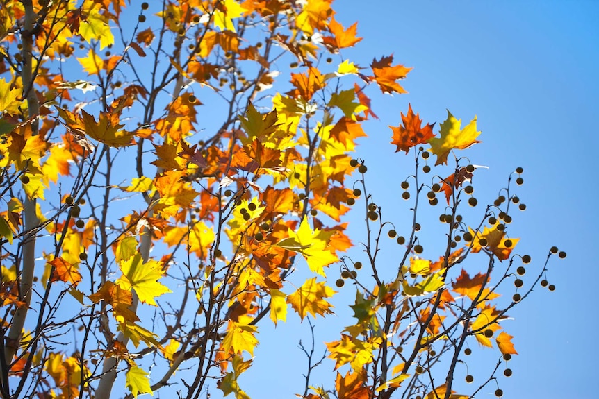 Plane tree in autumn colours in front of blue sky
