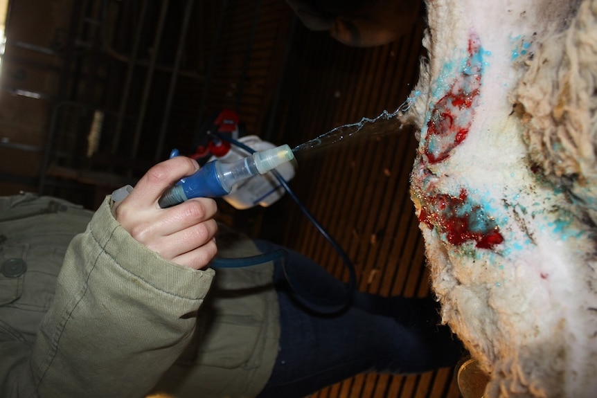 Pain relief is sprayed onto a lamb that has just been mulesed.