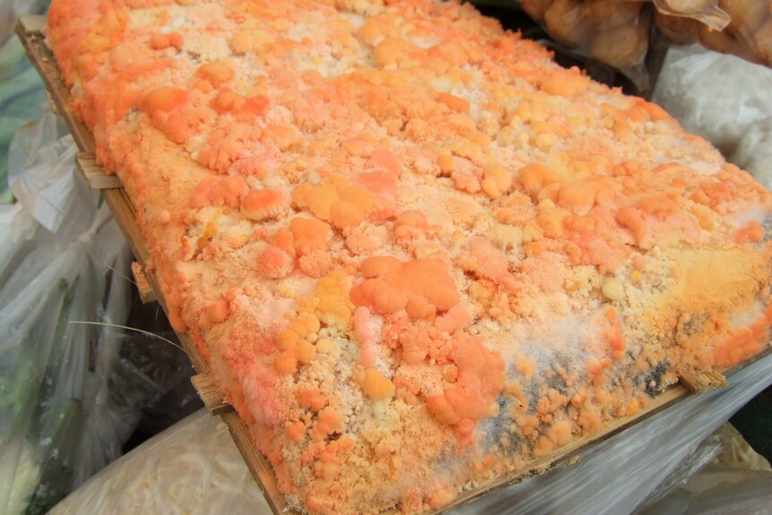 A slab of bright orange red oncom, a traditional food in Indonesia, featuring a little grey mould on one end