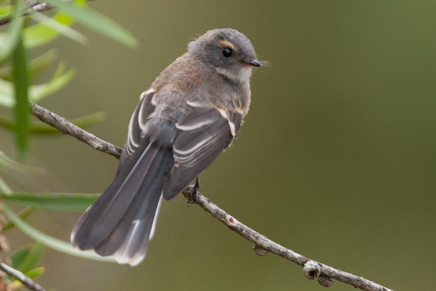 A grey bird on a twig 