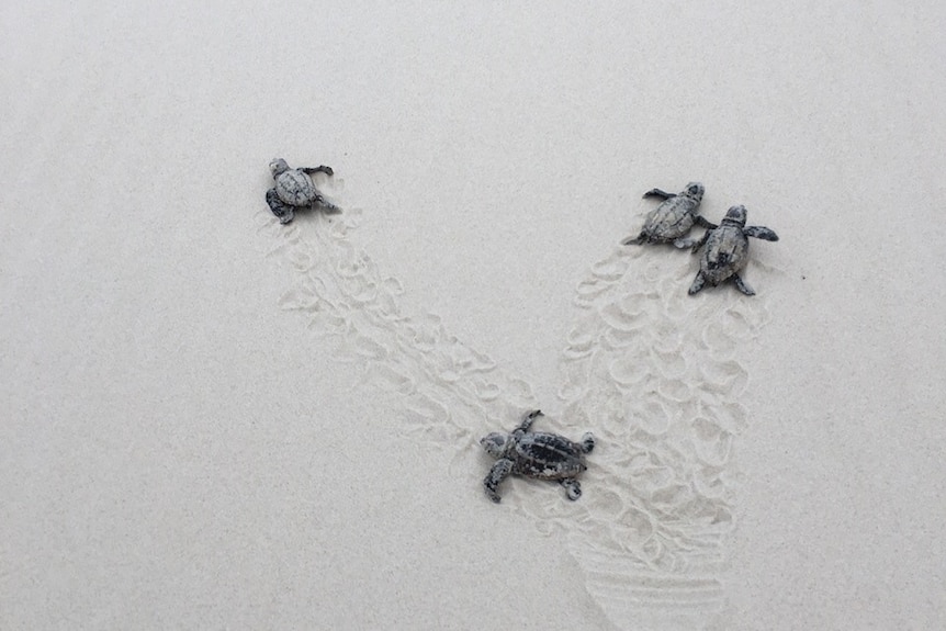 Four baby turtles on a beach