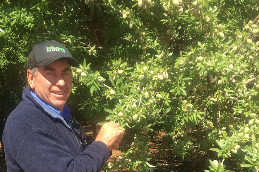 A man stands in front of a green almond tree, holding one of the branches. 