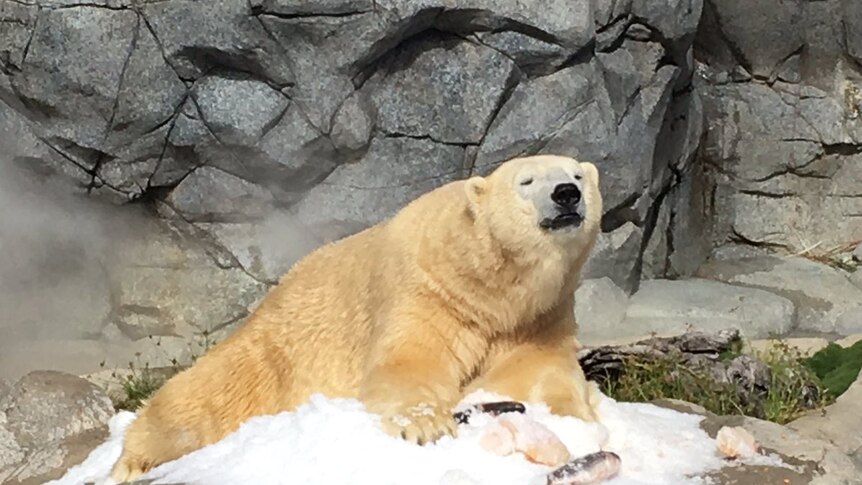 A large male polar bear sitting on a lump of ice in front of a granite wall.