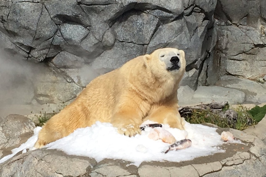 A large male polar bear sitting on a lump of ice in front of a granite wall.