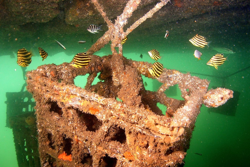 A constructed reef in the shape of a crate