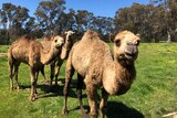 Three camels stand in a paddock and look directly at a the camera