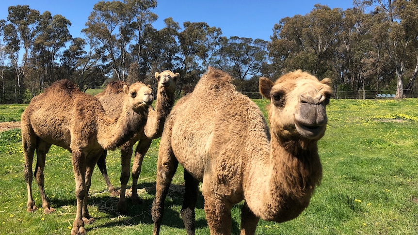 Three camels stand in a paddock and look directly at a the camera