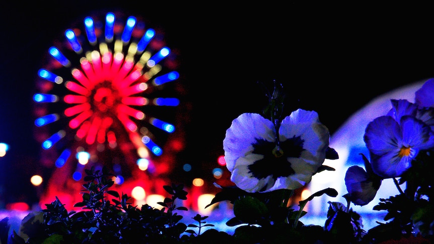 Flowers in the dark at Floriade Nightfest