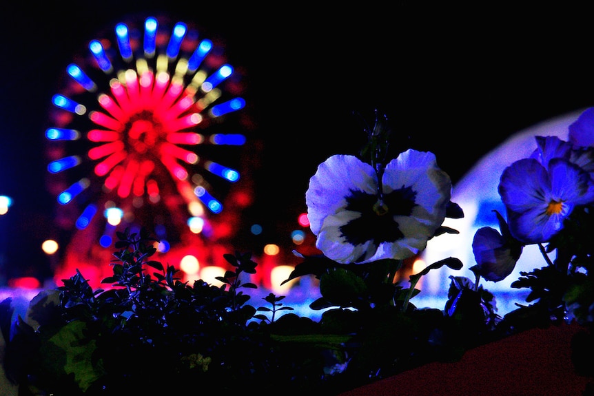 Flowers glow in the dark alongside a ferris wheel that's also very vibrant and colourful against a night sky.