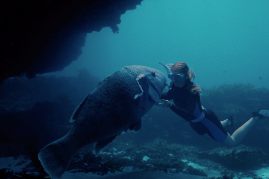 Blueback's main character Abby with wild blue groper fish
