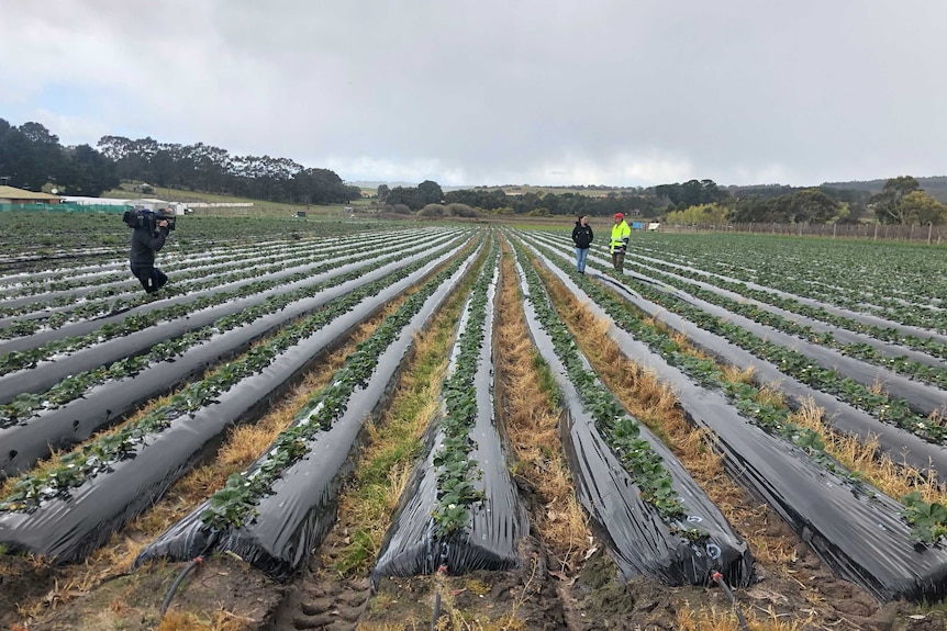 Strawberries in field