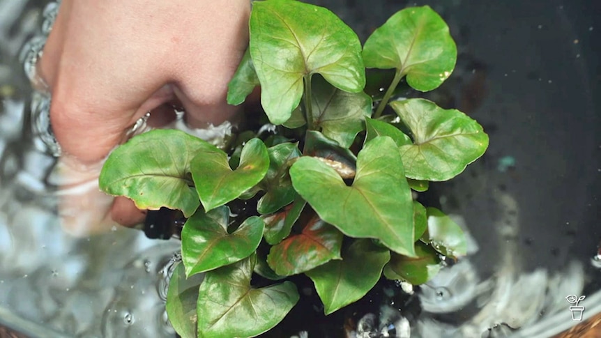 A pot plant being submerged in water.