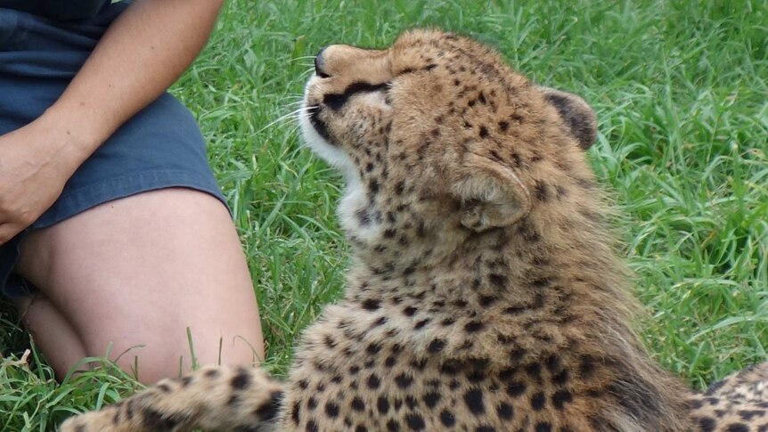 The 10-month-old cubs have been receiving a lot of interaction and stimulation.