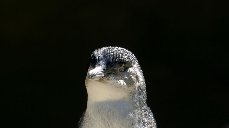 Adult penguins are remaining at sea for weeks at a time, leaving their chicks to starve. [file]