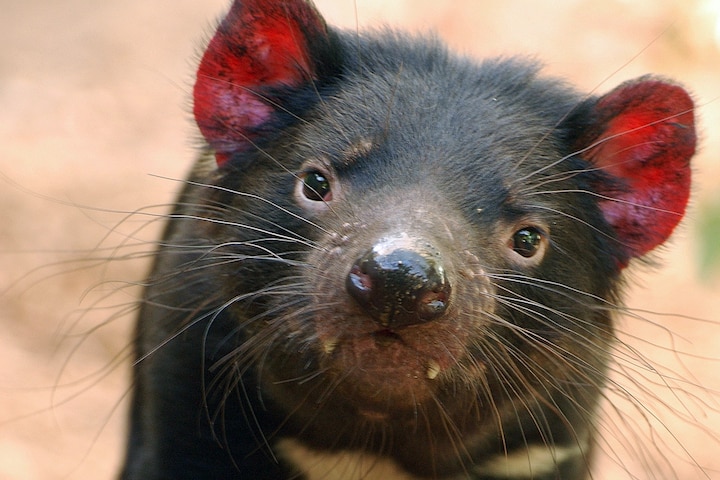 Close-up of a Tasmanian devil looking at the camera, with its whiskers prominent