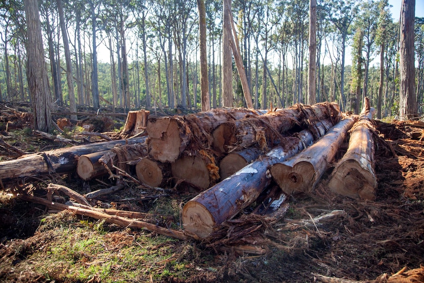 Fallen logs piled up in a forest.