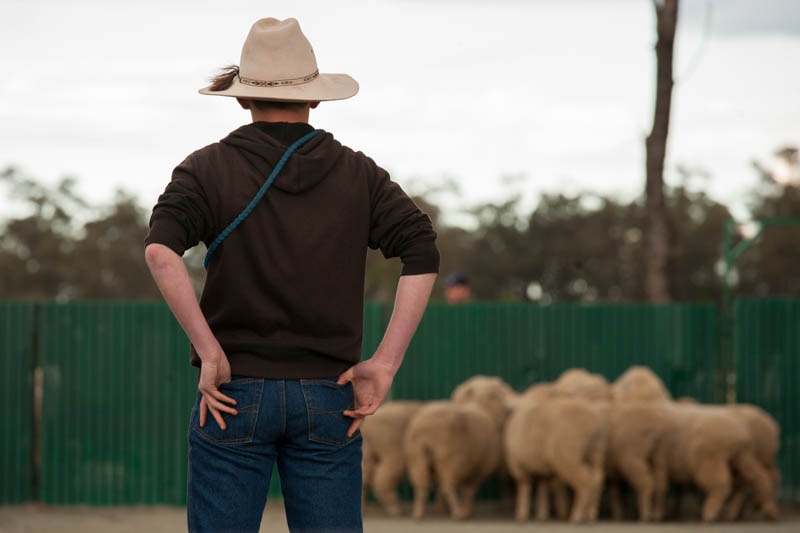 A young competitor faces off a herd of sheep at a yard dog trial in West Wyalong