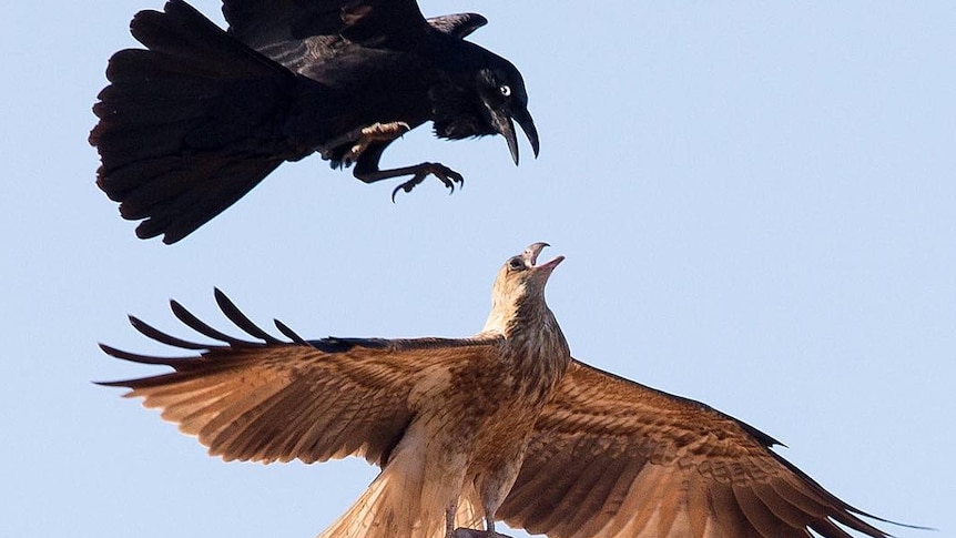Black bird fights midair with brown bird holding small dead animal