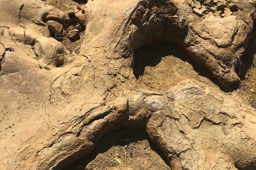 Dinosaur footprint in light brown rock.