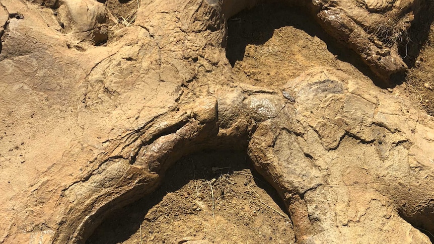 Dinosaur footprint in light brown rock.