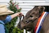 A woman in a cowboy hat colds a bull wearing a 'grand champion' ribbon by the reins.