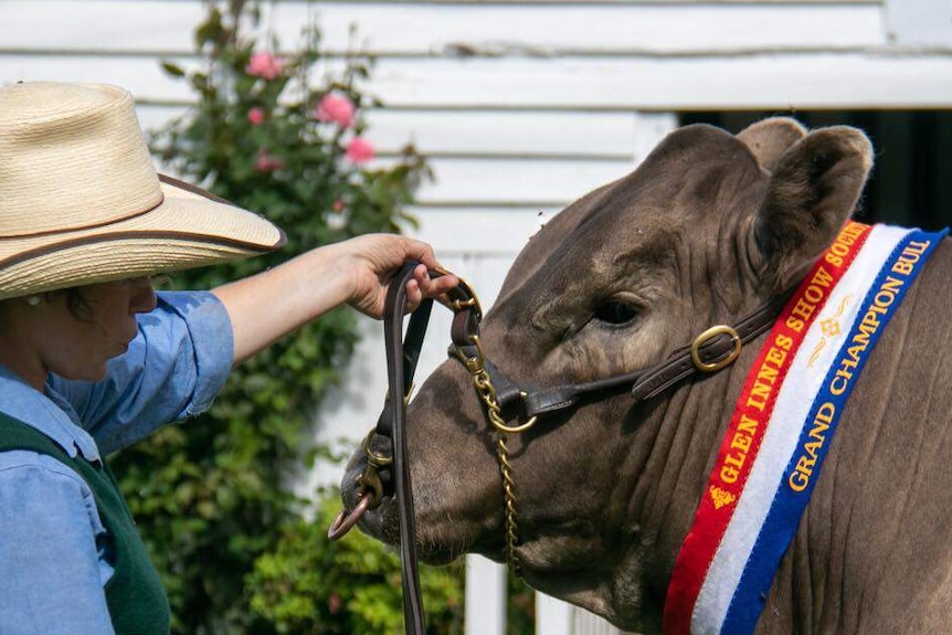 A woman in a cowboy hat colds a bull wearing a 'grand champion' ribbon by the reins.