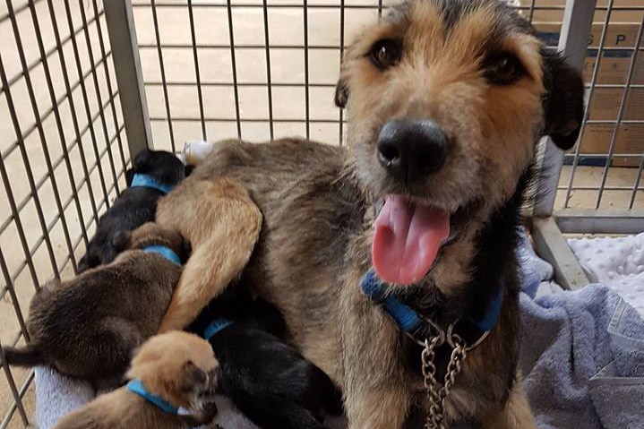 A dog sitting on a towel and mattress with her puppies at the A1 Wheatbelt Dog Rescue in Northam.