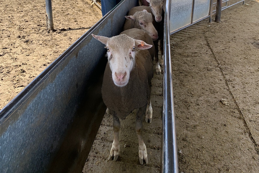 A shorn sheep standing in a drafting race at the saleyards.